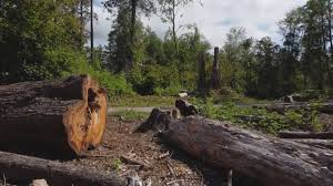 Best Tree Risk Assessment  in Winter Gardens, CA