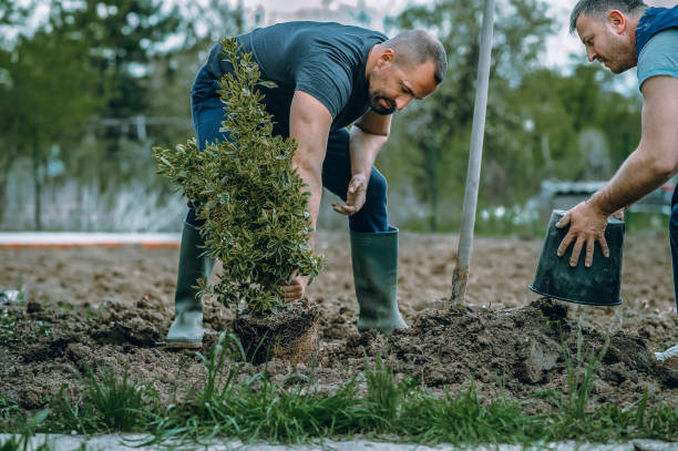 Lawn Irrigation Installation and Maintenance in Winter Gardens, CA