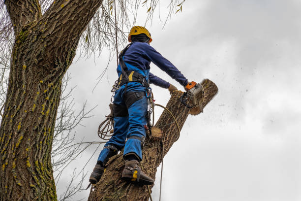Best Tree Trimming and Pruning  in Winter Gardens, CA