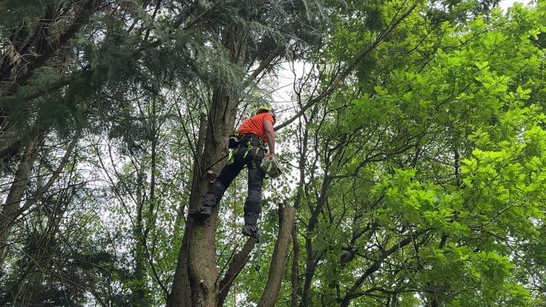 How Our Tree Care Process Works  in  Winter Gardens, CA