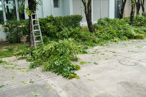 Best Stump Grinding and Removal  in Winter Gardens, CA