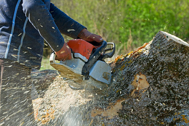 Best Tree Maintenance Programs  in Winter Gardens, CA