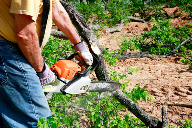 Lawn Drainage Solutions in Winter Gardens, CA